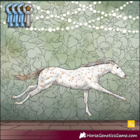 Horse Color:Chestnut Appaloosa