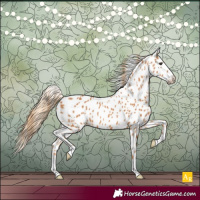Horse Color:Chestnut Appaloosa 