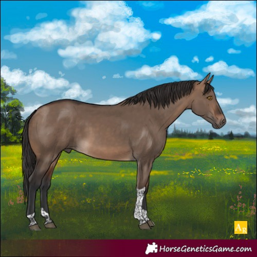 Horse Color:Brown Dun Tobiano