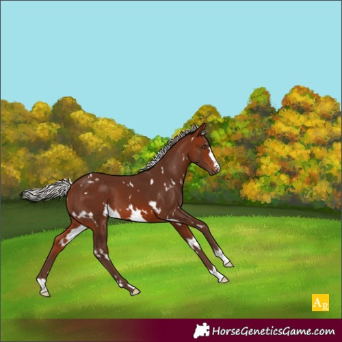 Horse Color:White Spotted Silver Bay 