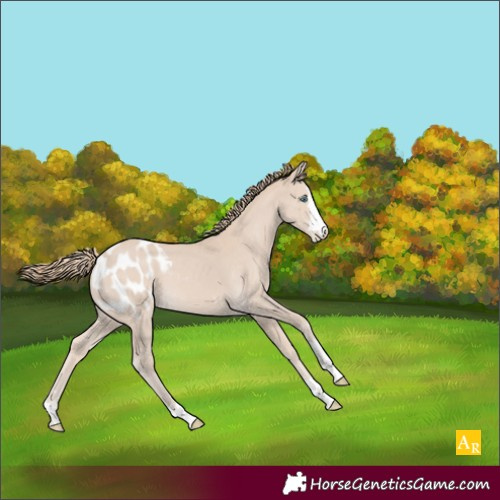 Horse Color:Smoky Creme Blanket 