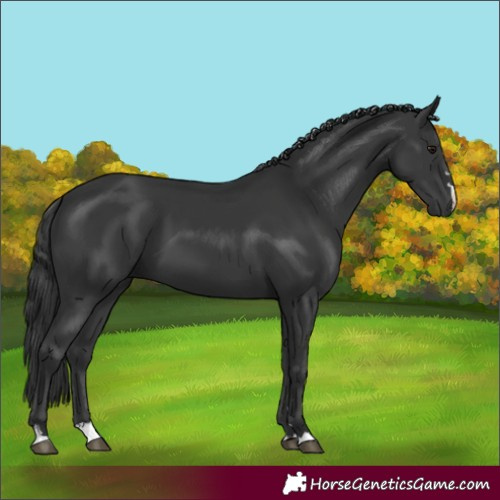 Horse Color:Black 