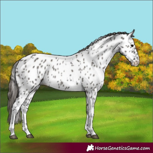 Horse Color:Grullo Tobiano Appaloosa 