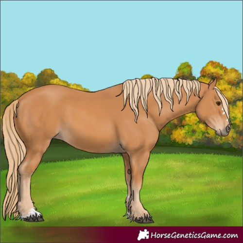 Horse Color:Chestnut 