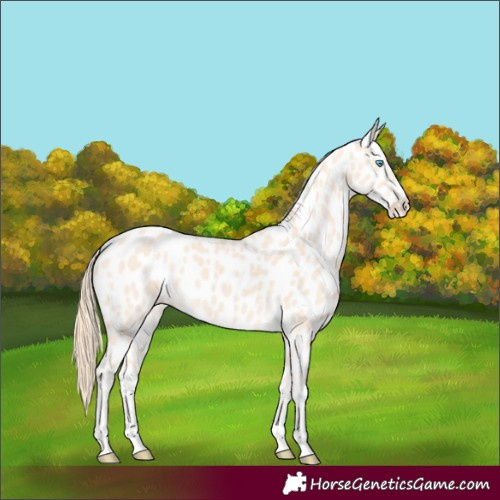 Horse Color:Perlino Appaloosa