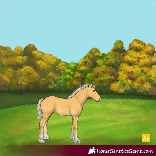 Horse Color:Palomino 