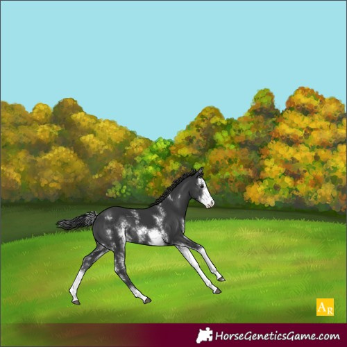 Horse Color:Black Sabino