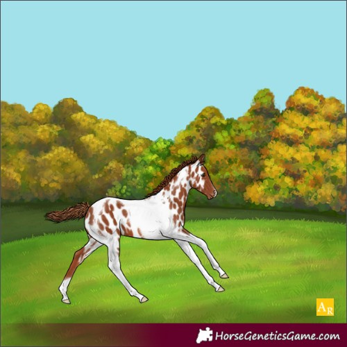 Horse Color:Chestnut Tobiano Near Leopard 