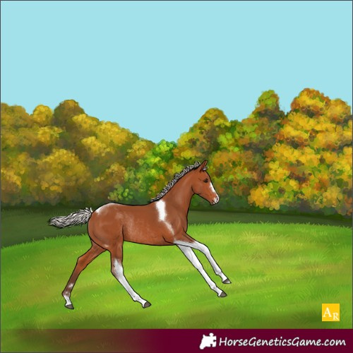 Horse Color:Silver Bay Tobiano Rabicano