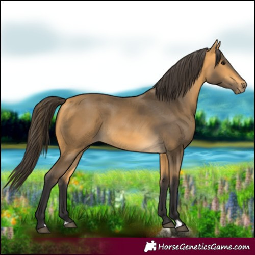 Horse Color:Buckskin 
