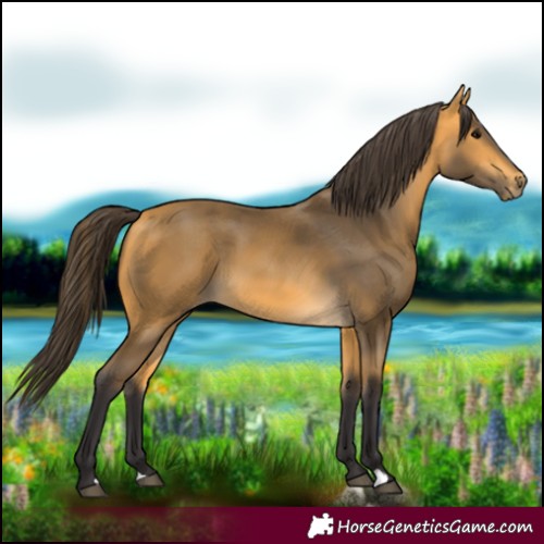 Horse Color:Buckskin