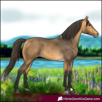 Horse Color:Buckskin