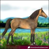 Horse Color:Buckskin 