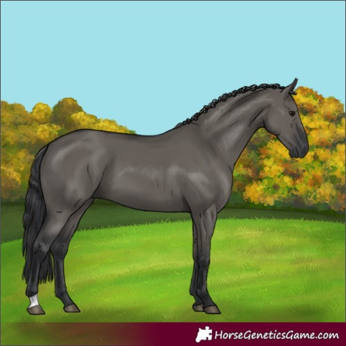 Horse Color:Grullo 