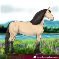 Horse Color:Buckskin 