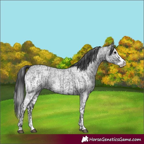 Horse Color:Blue Roan Sabino Splash  and White Spotted Blue Roan Splash 