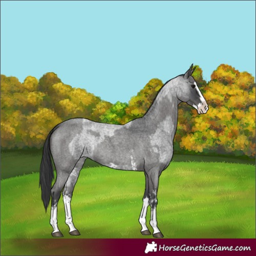 Horse Color:Blue Roan Sabino Splash and Blue Roan Sabino Splash
