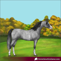 Horse Color:Blue Roan Sabino Splash and Blue Roan Sabino Splash
