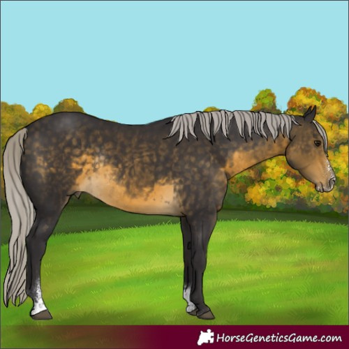 Horse Color:Silver Buckskin Sabino Rabicano 