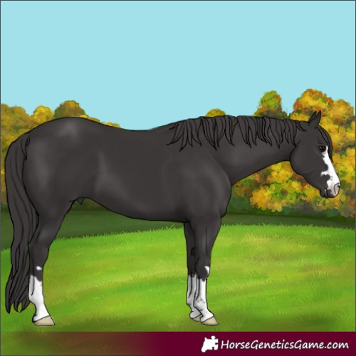 Horse Color:Smoky Black 