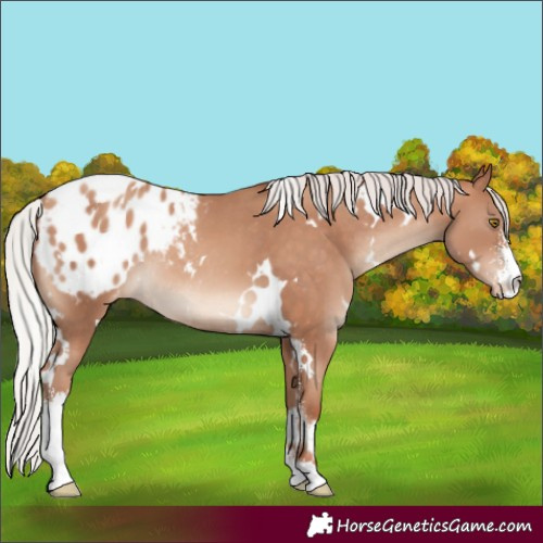 Horse Color:White Spotted Silver Sable Champagne Sabino Appaloosa Rabicano 