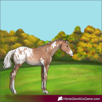 Horse Color:White Spotted Silver Sable Champagne Sabino Appaloosa Rabicano 