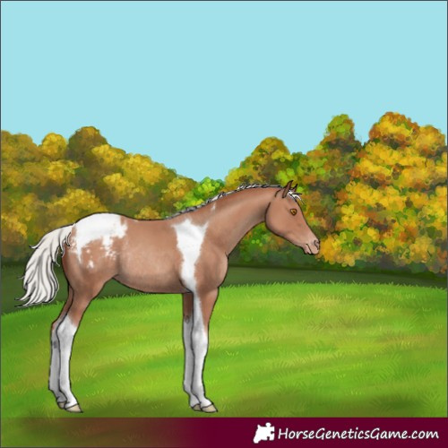 Horse Color:Silver Classic Champagne Tobiano Appaloosa Rabicano 