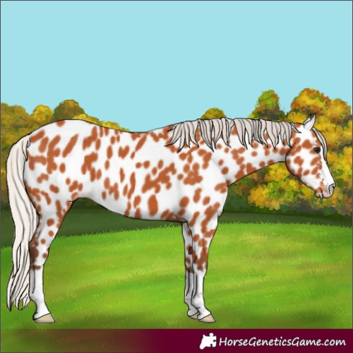 Horse Color:Silver Bay Leopard 