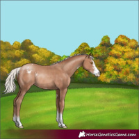 Horse Color:Silver Classic Champagne Sabino Appaloosa Rabicano