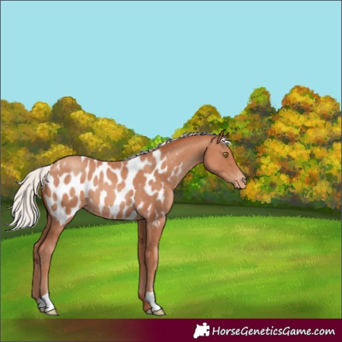Horse Color:Silver Sable Champagne Appaloosa Rabicano