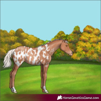 Horse Color:Silver Sable Champagne Appaloosa Rabicano 