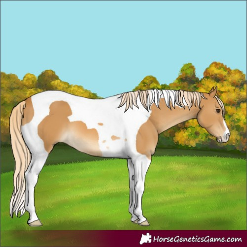 Horse Color:Palomino Tobiano 