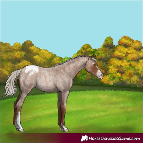 Horse Color:Gray Silver Classic Champagne Roan Sabino Varnish Rabicano 