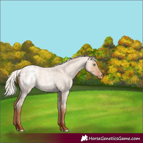 Horse Color:Silver Classic Champagne Roan Dun Appaloosa Rabicano