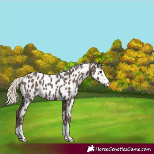 Horse Color:Silver Black Appaloosa 