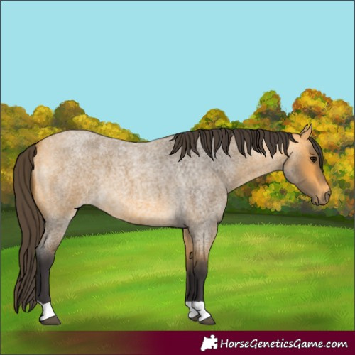 Horse Color:Buckskin Roan 