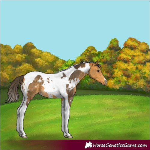 Horse Color:White Spotted Buckskin Tobiano 