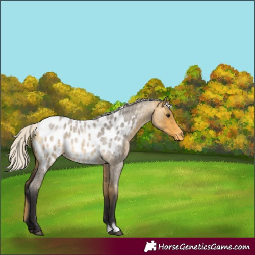 Horse Color:Silver Buckskin Roan Blanket Rabicano 