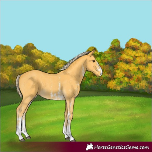 Horse Color:Unknown 