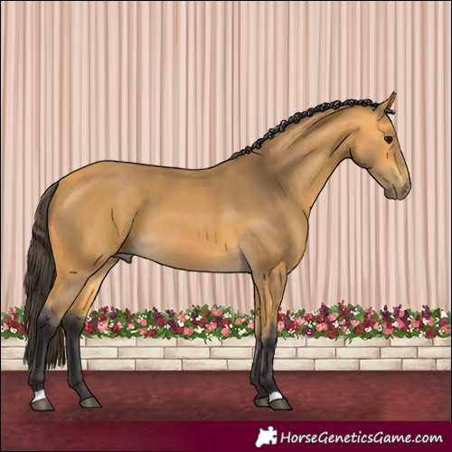 Horse Color:Buckskin 