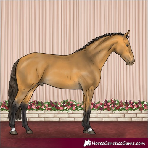 Horse Color:Buckskin 