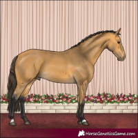 Horse Color:Buckskin