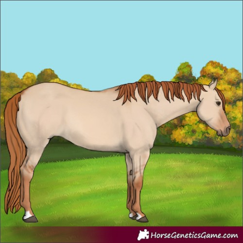 Horse Color:Red Dun 