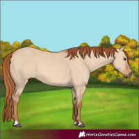 Horse Color:Red Dun
