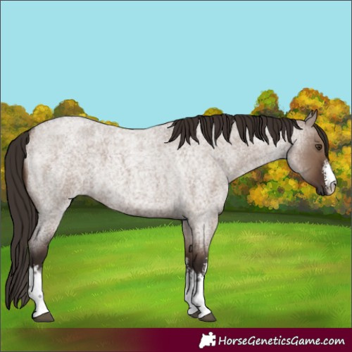 Horse Color:White Spotted Liver Red Dun Roan
