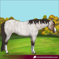 Horse Color:White Spotted Liver Red Dun Roan 