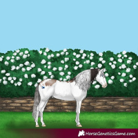 Horse Color:White Spotted Sable Champagne Splash Rabicano