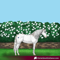 Horse Color:White Spotted Silver Amber Champagne Dun Splash Frame Appaloosa