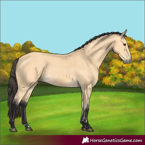 Horse Color:Buckskin 