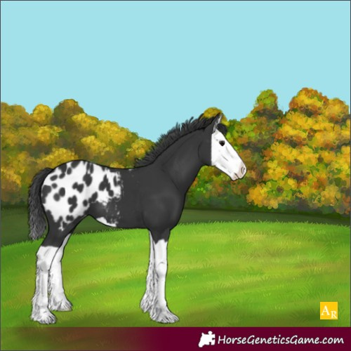 Horse Color:Black Splash Appaloosa 